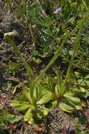 Plagiobothrys nothofulvus