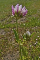 Trifolium glanduliferum