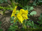 Solanum rostratum