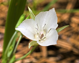 Sierra Mariposa-lily