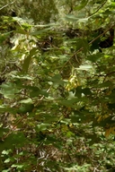 Acer grandidentatum