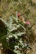Cirsium arizonicum