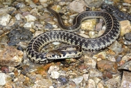 Godman's Garter Snake