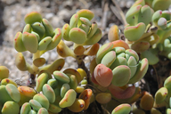 Sedum obtusatum