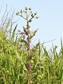 Sow Thistle