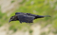 Corvus corax