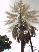 Tailpot Palm