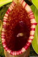 Nepenthes ventricosa x lowii