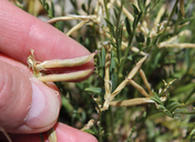 Astragalus miser var. oblongifolius