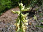 Photo of Astragalus umbraticus