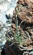 Boechera suffrutescens