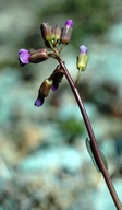 Boechera suffrutescens