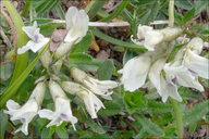 Astragalus australis ssp. australis