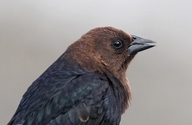 Brown-header Cowbird