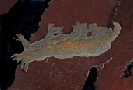 Dendronotus subramosus