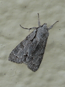 Grey Dagger Moth