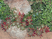 Monardella macrantha ssp. macrantha