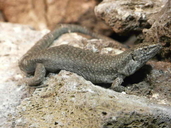 Madeira Lizard