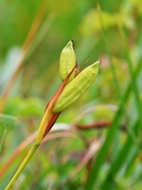 Iris douglasiana
