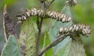 Eriodictyon californicum