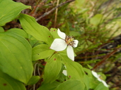 Alaskan Bunchberry