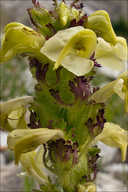 Pedicularis julica