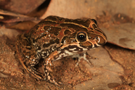 Limnodynastes convexiusculus