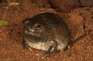 Nortern Spadefoot