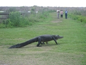 Alligator mississippiensis