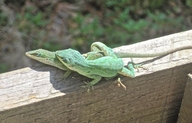 Anolis carolinensis