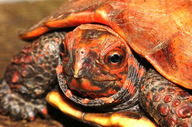 Okinawa Black-breasted Leaf Turtle