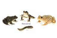Rana sierrae