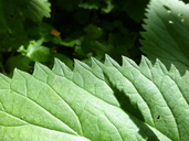 Urtica dioica ssp. holosericea