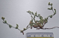 Plagiobothrys sp.