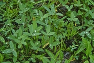 Trifolium longipes