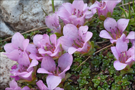 Saxifraga oppositifolia ssp. oppositifolia