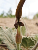 Aristolochia wrightii var. wrightii