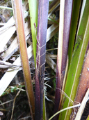 Carex obnupta