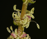 Myriophyllum sibiricum