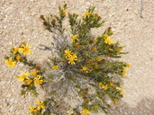 Thymophylla acerosa