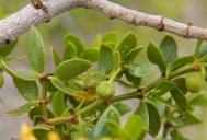 Larrea tridentata