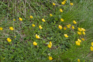 Ranunculus carinthiacus