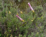 Calystegia macrostegia ssp. intermedia