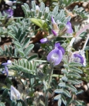 Astragalus terlinguensis