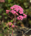 Spiraea splendens