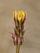 Agoseris grandiflora var. grandiflora
