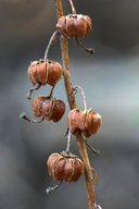 Orthilia secunda