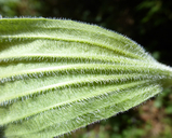 Plantago subnuda