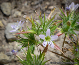 Navarretia hamata ssp. hamata