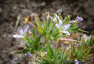 Navarretia hamata ssp. hamata